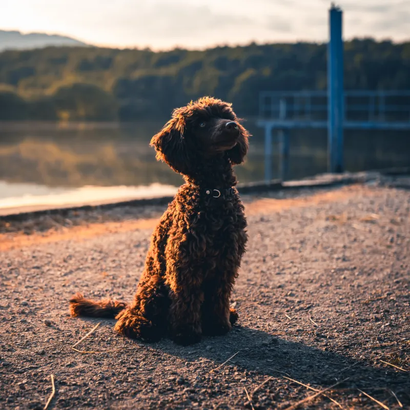 Vodná nádrž Lazany
