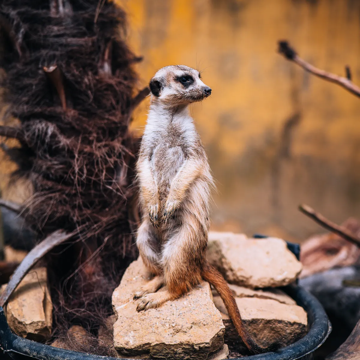 ZOO Bojnice surikata