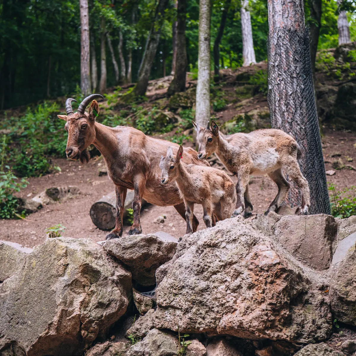 ZOO Bojnice kozorožec kaukazský