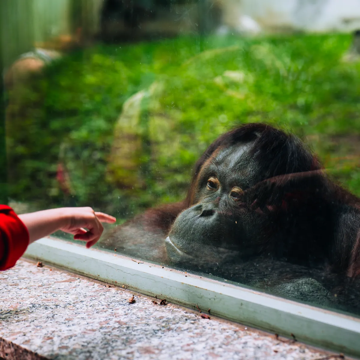 ZOO Bojnice orangutan