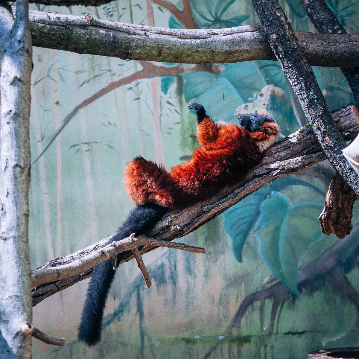 Národná zoologická záhrada Bojnice