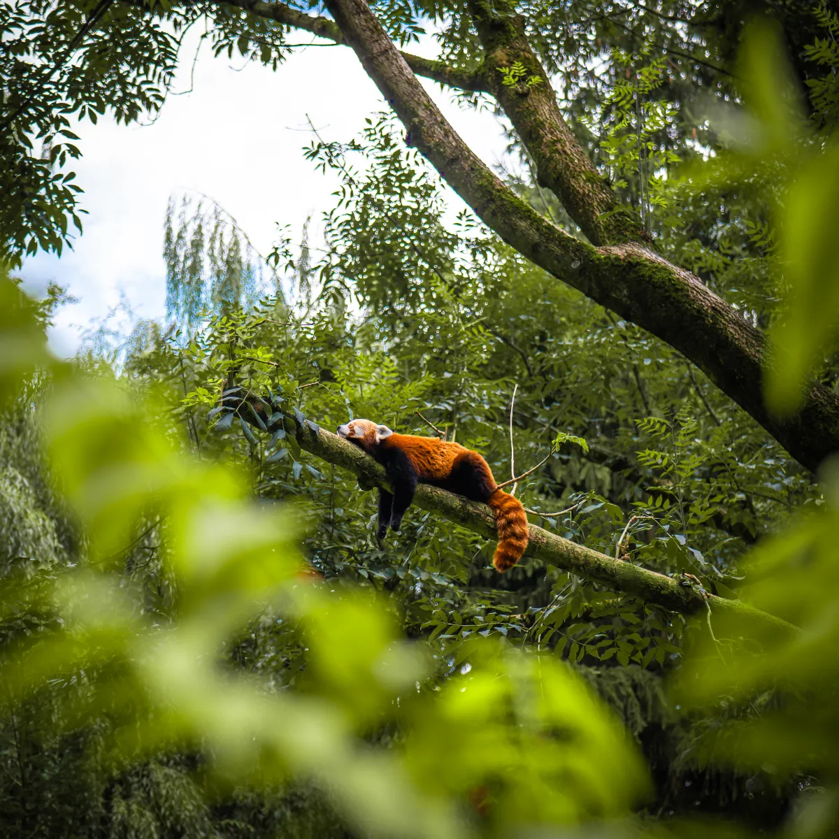 ZOO Bojnice panda červená