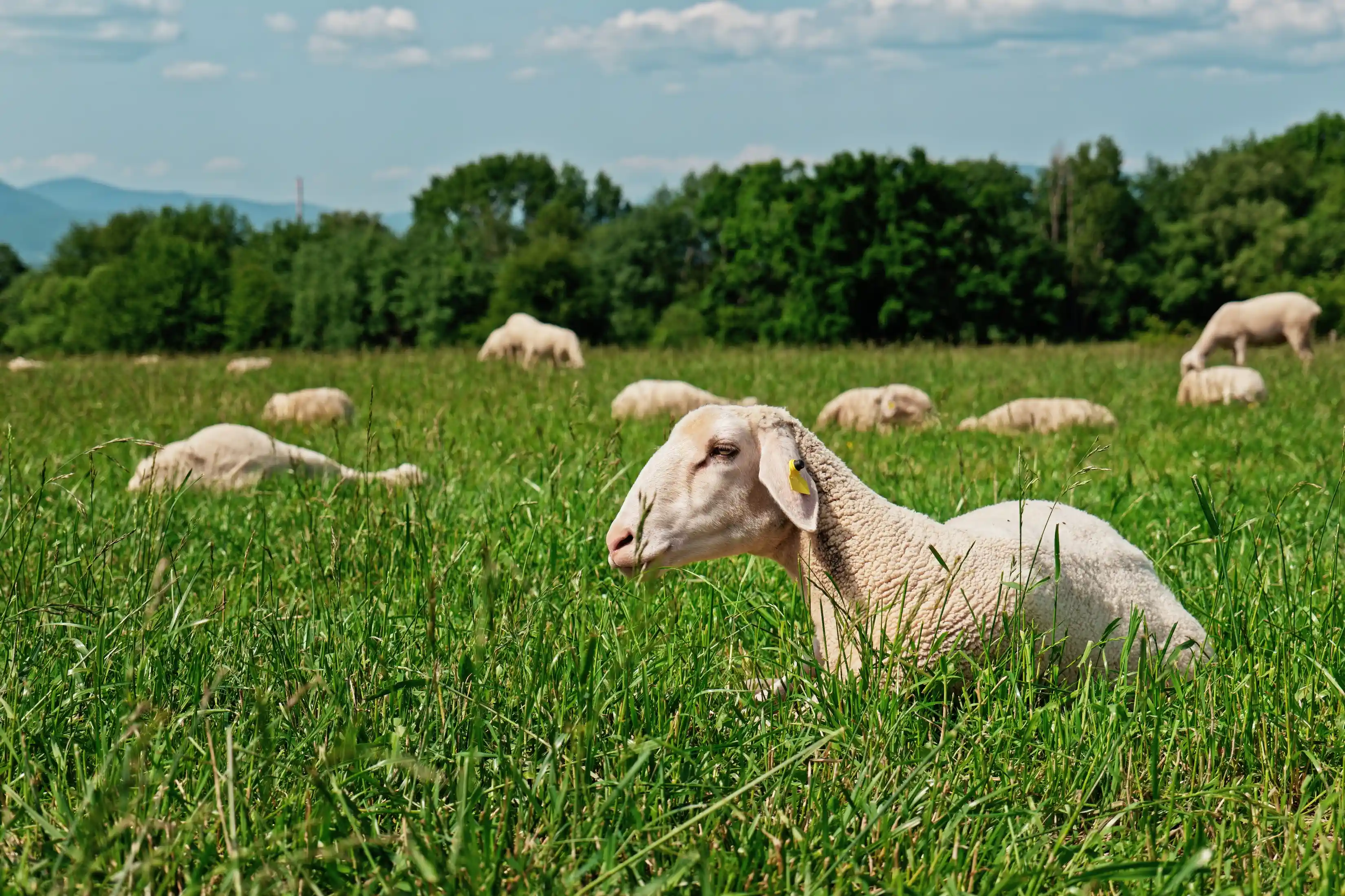 Farma pod Vtáčnikom