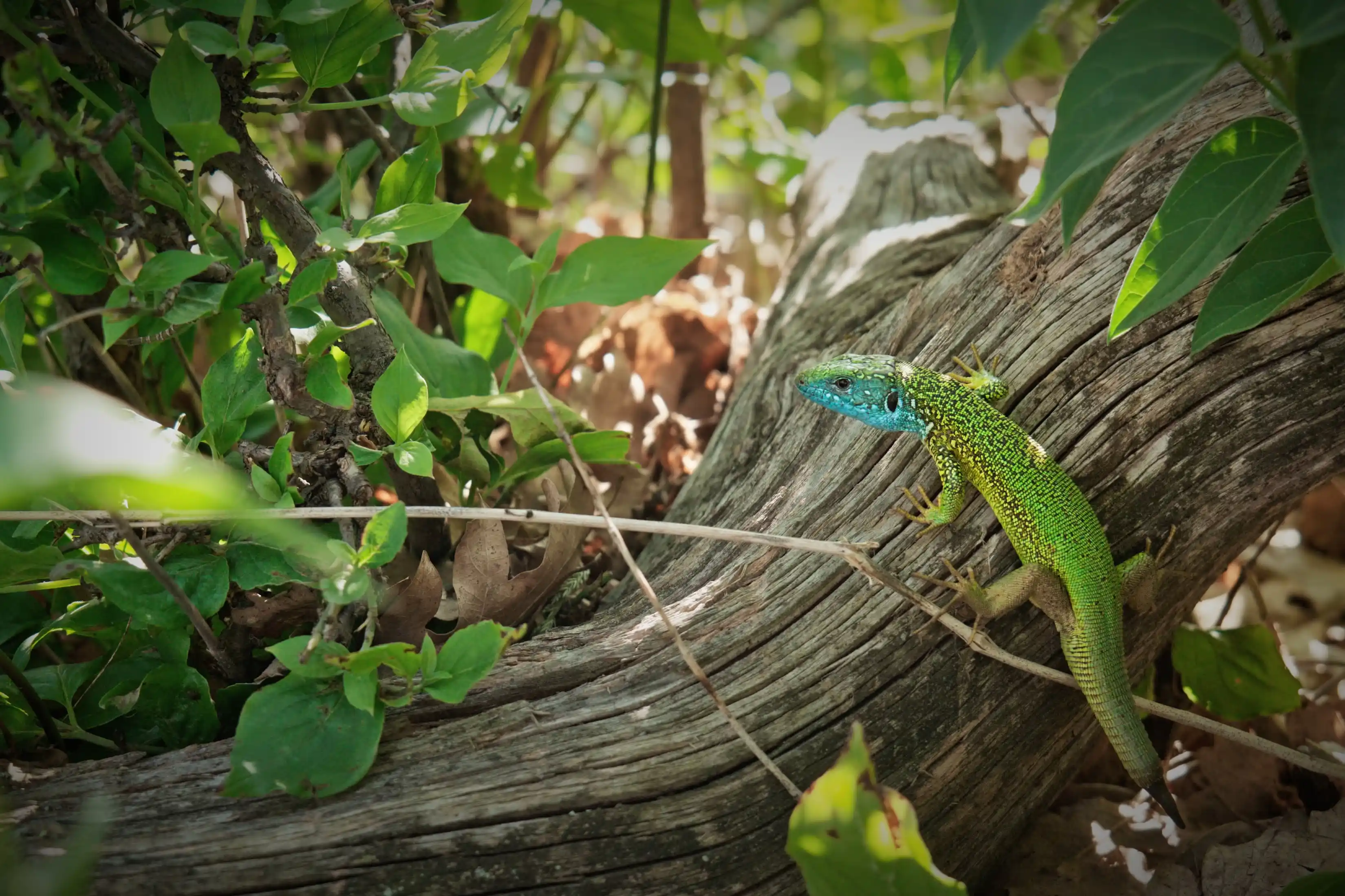 Rozhľadňa Malý Ľubín