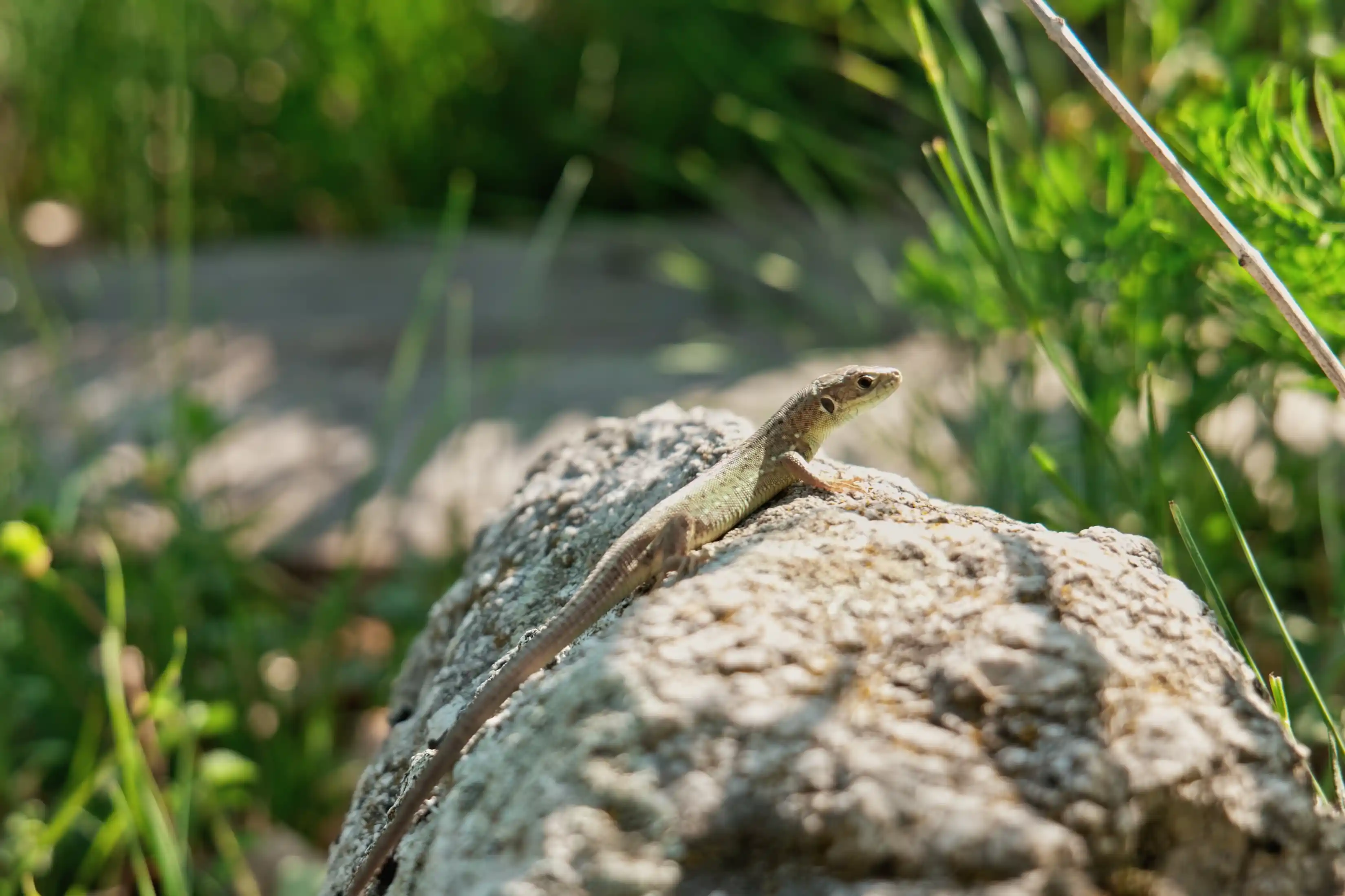 Rozhľadňa Malý Ľubín