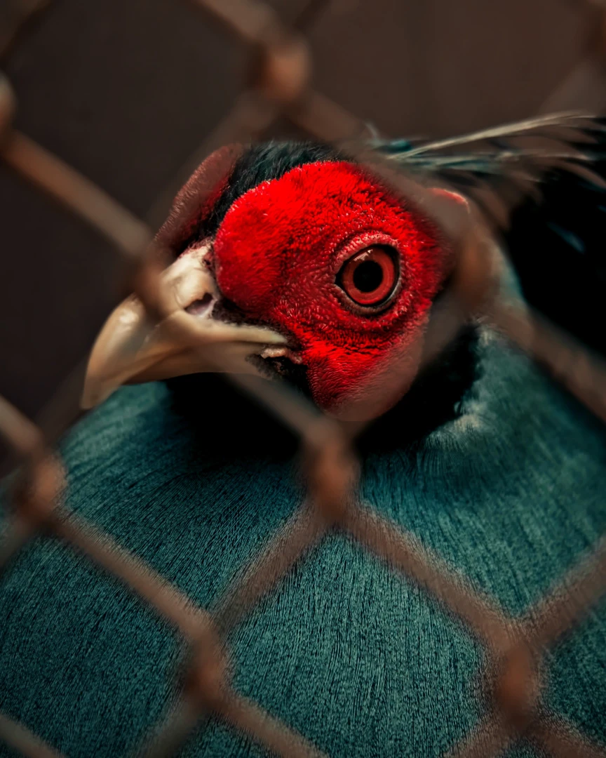 ZOO Bojnice bažant siamský