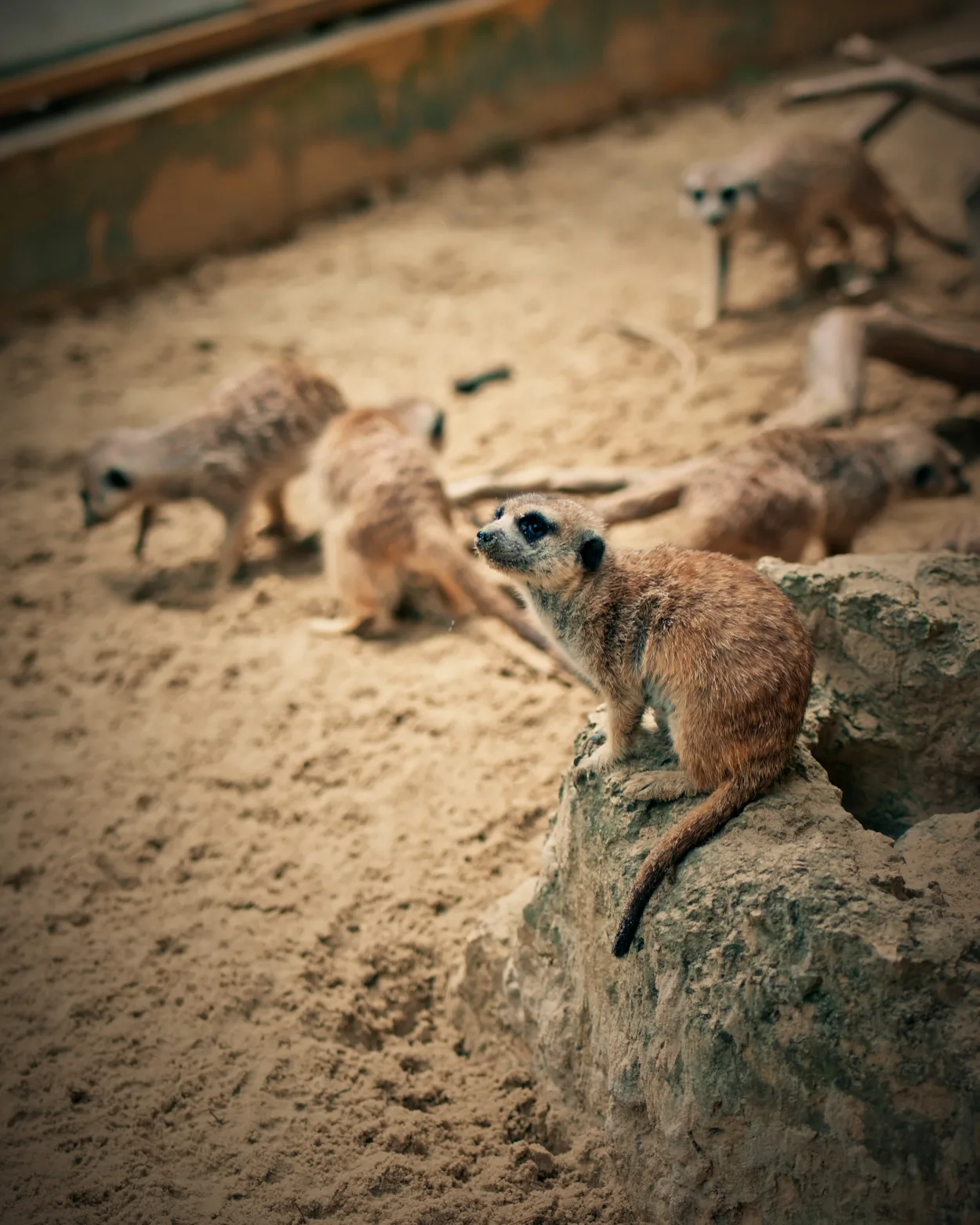 ZOO Bojnice surikaty