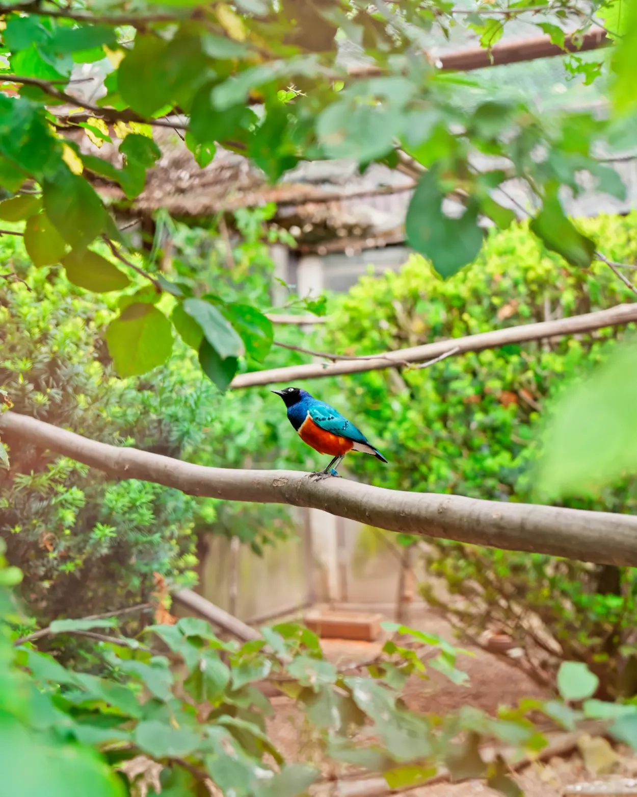 ZOO Bojnice liskavec pestrý