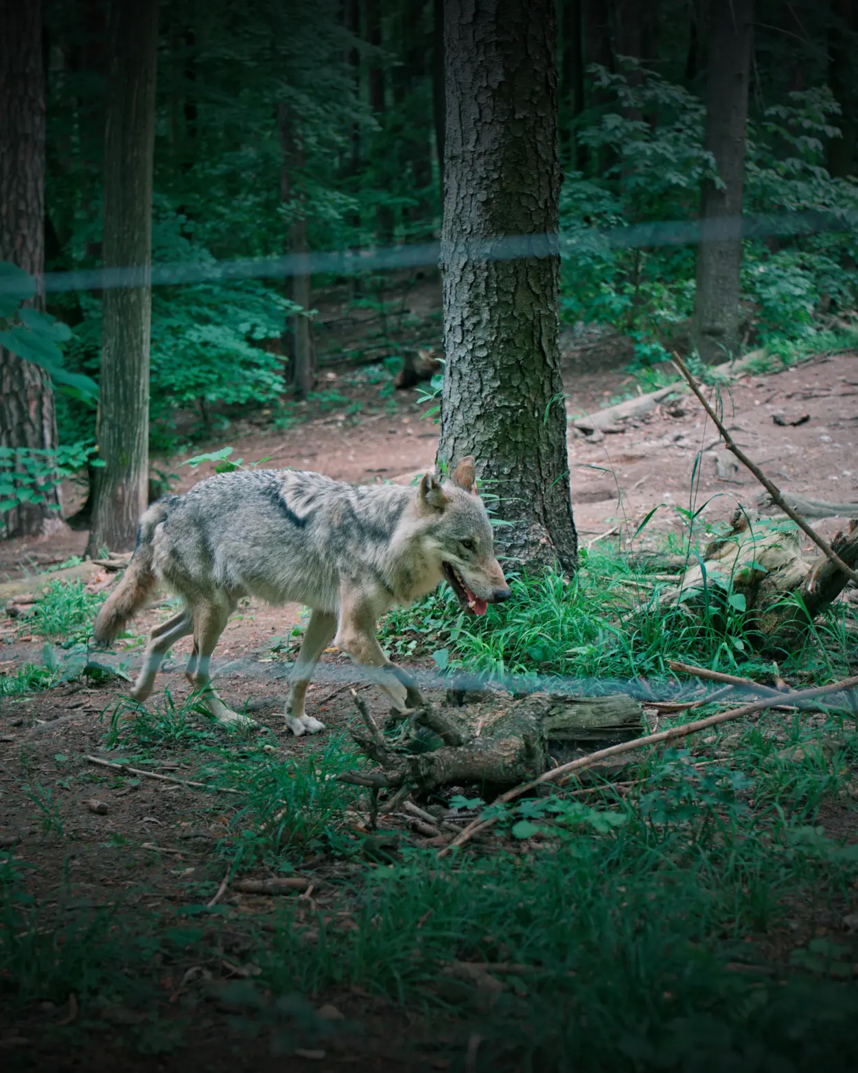 ZOO Bojnice vlk eurázijský