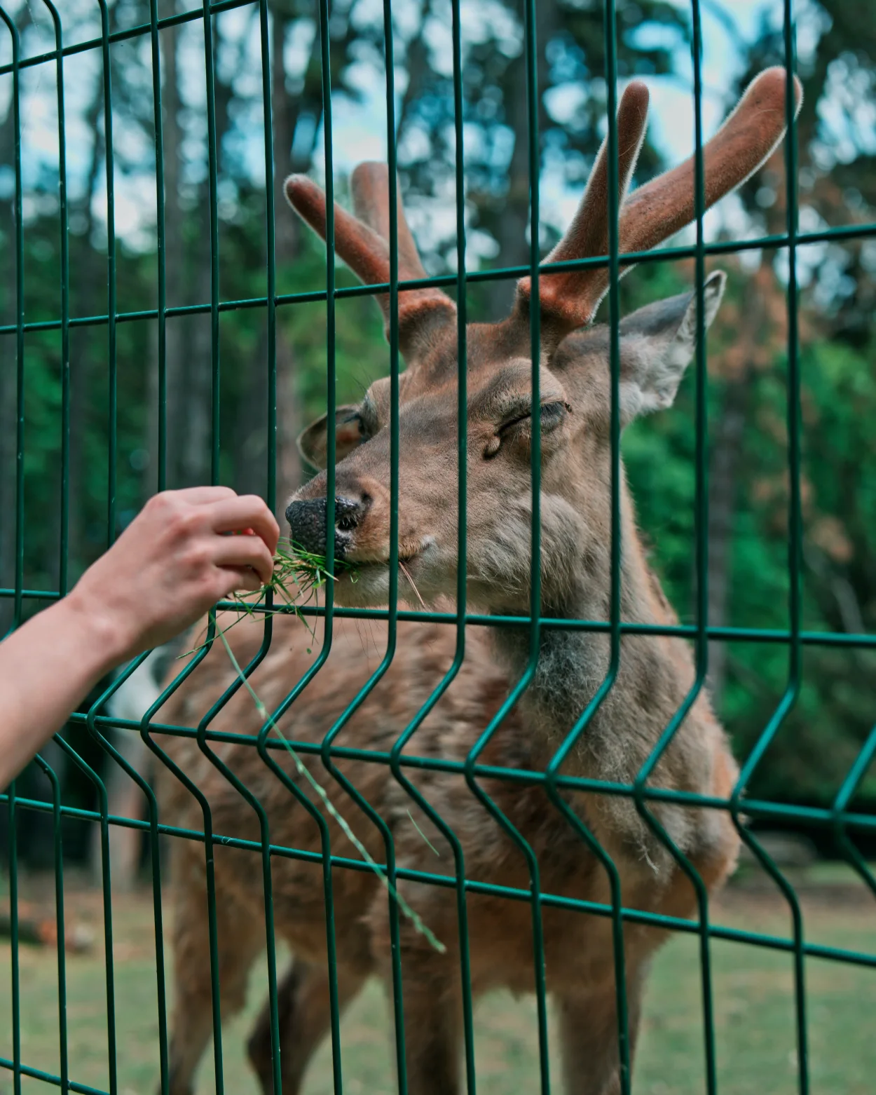 ZOO Bojnice daniel mezopotámsky