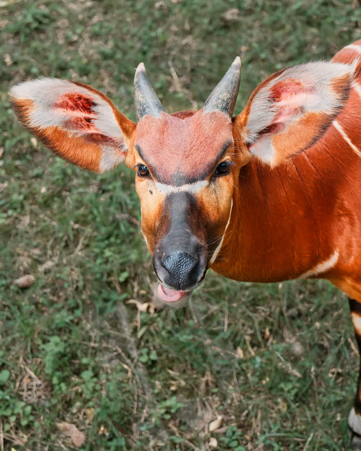 ZOO Bojnice antilopa bongo