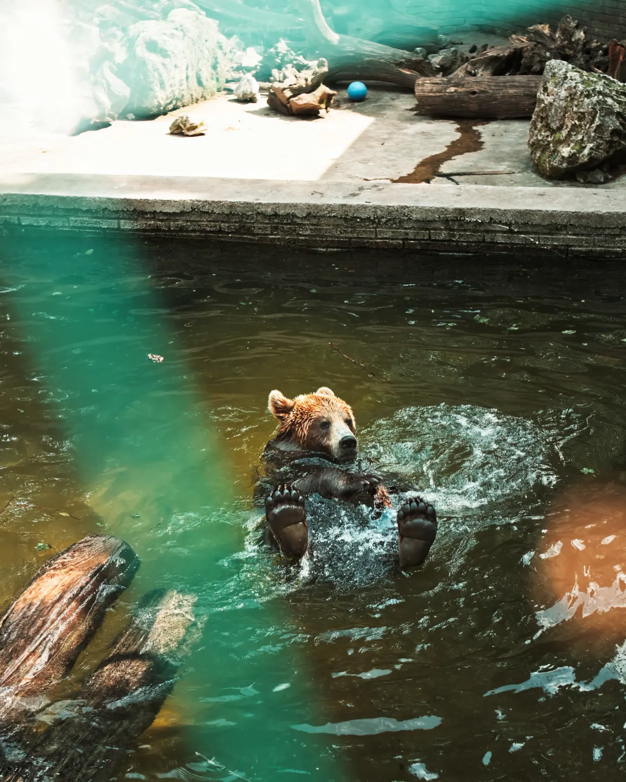 ZOO Bojnice medveď hnedý