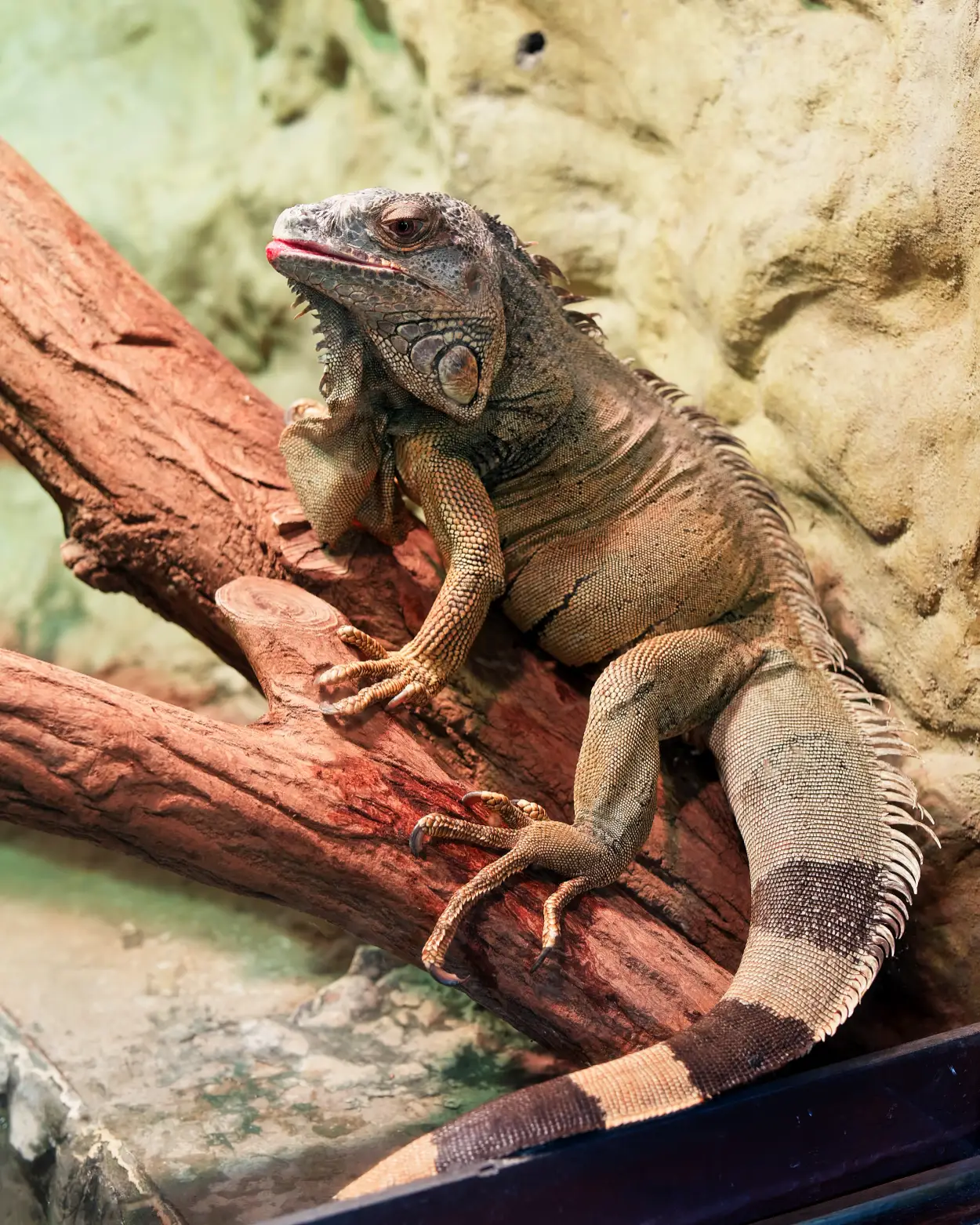 ZOO Bojnice leguán kubánsky