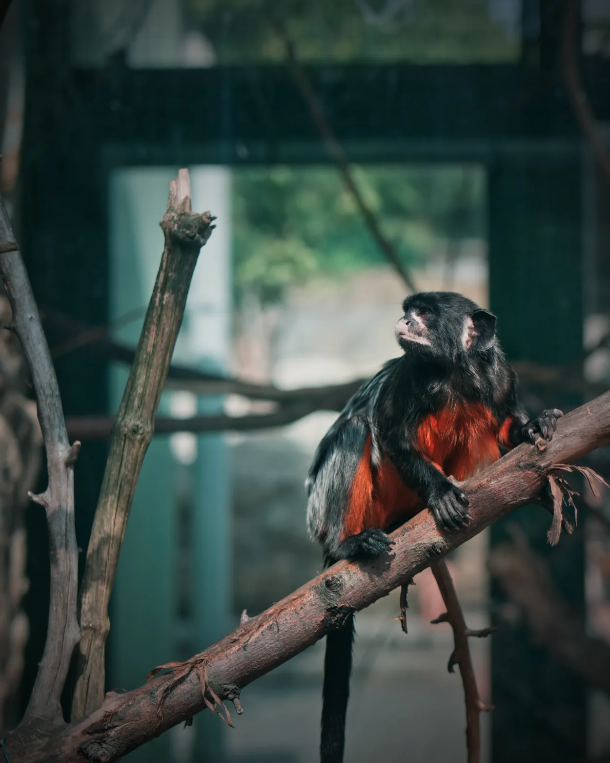 ZOO Bojnice tamarín červenobruchý