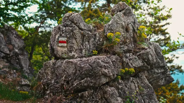 kosutova-clanok-2-1
